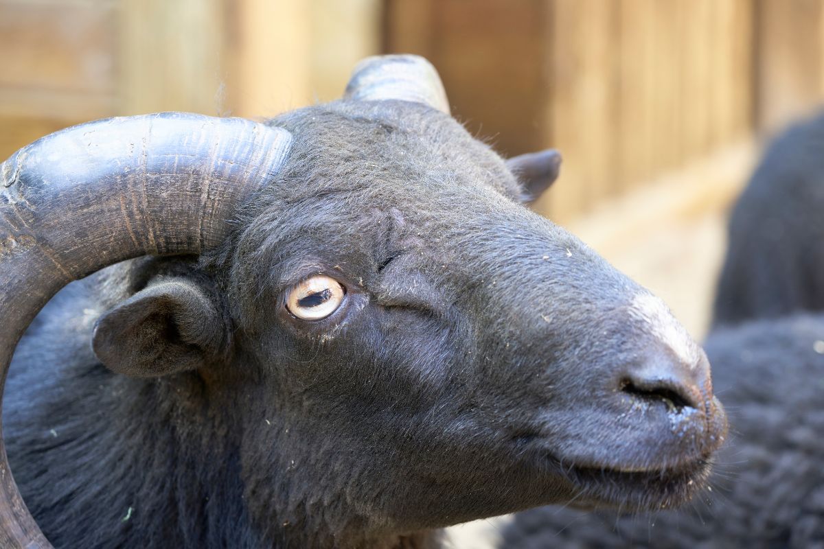 Black ram