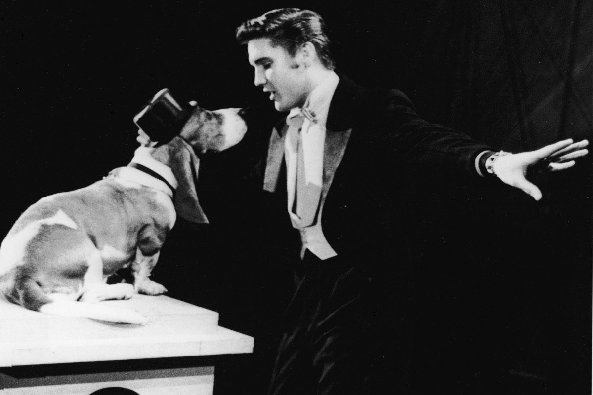 Elvis Presley serenades a basset hound in a top hat with the song, 'Hound Dog' on the set of 'The Steve Allen Show,' July 1956